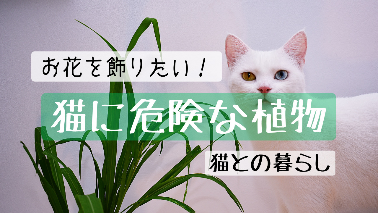 猫と植物